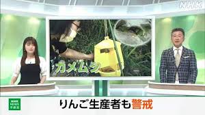 NHK - News update