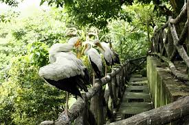 Hasil gambar untuk taman burung kuala lumpur