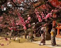 people praying at the main hall of Iki Shrine, with the ancient trees surrounding the shrine creating a peaceful atmosphere.の画像