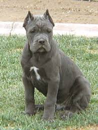 Znalezione obrazy dla zapytania cane corso szar