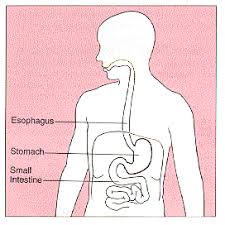 Image result for human stomach