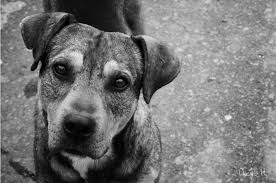 Resultado de imagen para imagenes de perros callejeros