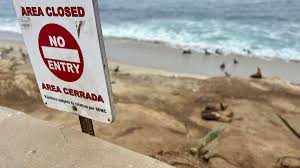 California Coastal Commission considers closing La Jolla Cove to protect sea lions