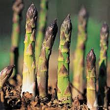 Hasil gambar untuk budidaya asparagus hidroponik