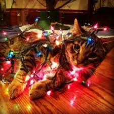 Image result for cats playing with christmas decorations
