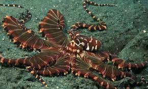 Αποτέλεσμα εικόνας για ΦΙΔΙ ΕΝΤΟΜΑ