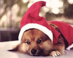 Imagen de Pets in Christmas outfits