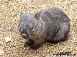 Image result for wombat