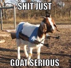 Image result for Animal Meme