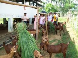 goat breeding এর চিত্র ফলাফল