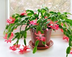 Image of Christmas Cactus