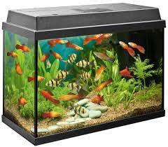 Image result for aquarium fish