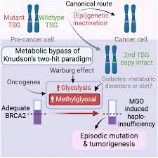 missing link Exploring the Connection Between Diet and Cancer Risk