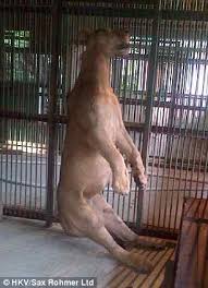 Lioness hung in her 'cell'