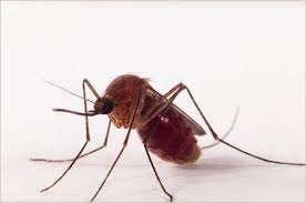 Vírus do Nilo Ocidental pode causar epidemia no Brasil? Infectologista responde