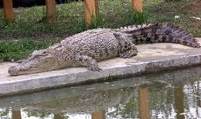 Image result for snake park kangar