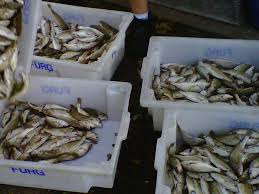 Resultado de imagem para pesca rs