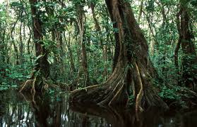 Image result for l amazonie brésilienne
