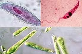 Resultado de imagem para protozoarios
