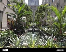 Image of Palm trees in Rockefeller Center