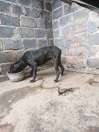 Pitbull figh nhập ngoại phả onile | Facebook