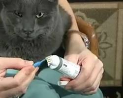 person brushing a catの画像