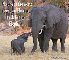 End The Ivory Trade - Save The Elephant | Endangered Animals ... via Relatably.com