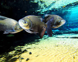Pacu