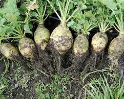 Image of Rutabaga vegetable