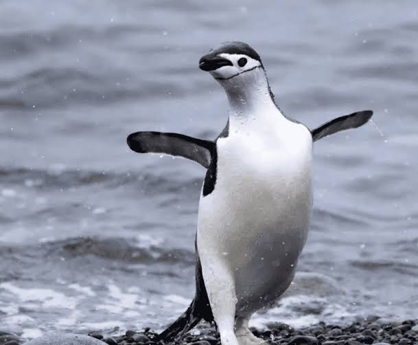 Chinstrap Penguins - Antarctic and Southern Ocean Coalition
