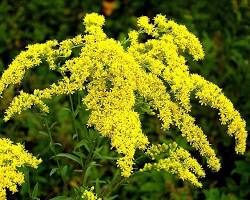 Image of Goldenrod (Solidago spp.)