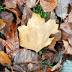 Forecast: Colder weather may be here to stay