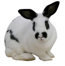Image result for RABBIT