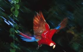Image result for macaw parrot hd
