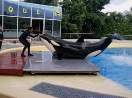 Resultado de imagen de imagenes de loro parque