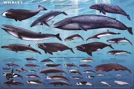 ผลการค้นหารูปภาพสำหรับ Baleen Whale