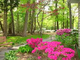 Image result for Azalea azaleas