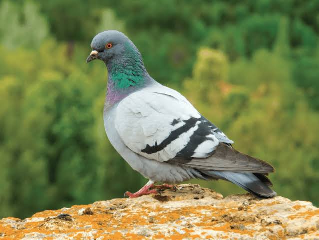 Wildly Successful: The Rock Dove | Greenwich Sentinel