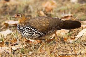 Image result for The Ceylon Junglefowl