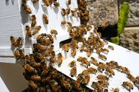 Image result for beehive entrance