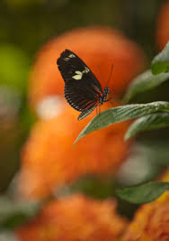 *** LAS MARIPOSAS DEL RINCON DE ENERI *** - Página 21 Images?q=tbn:ANd9GcSJ9Qiz94uNO2HVJif2Acpw-K7YsY9RGHdCtXew4-TArajJ0ROf