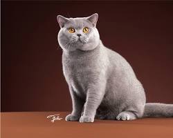 British Shorthair cat resmi