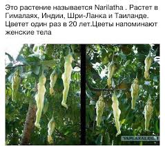 �������� �� ������� narilatha wiki