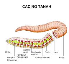 Bagian tubuh cacing