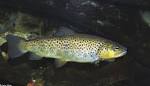 Salmo trutta