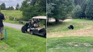 Bear Steals Golf Clubs: Inside the Viral Wildlife Heist That Stunned Golfers