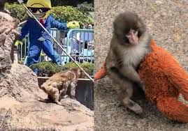 Macaco Punch: americano fantasiado é preso após invadir área restrita e tentar se aproximar do filhote