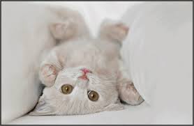 Résultat de recherche d'images pour "gif animaux blanc"