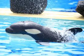 Resultado de imagen de imagenes de loro parque