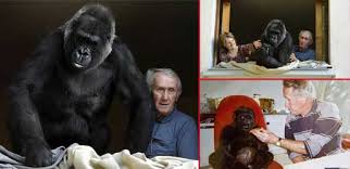 گۆرێلایەک لەنێوان ژن و مێردێکدا دەخەوێت